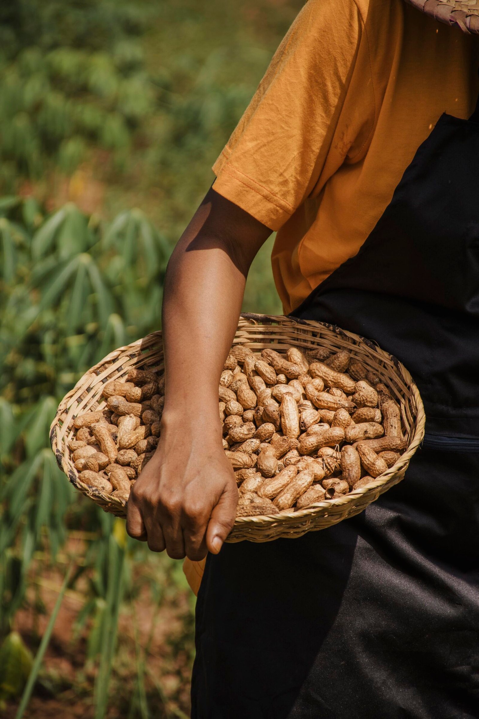 close up countryside worker holding peanuts